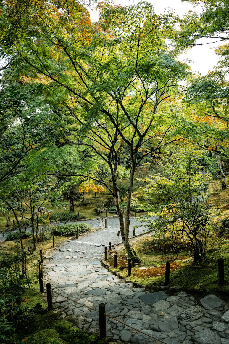 Shade garden under maples
